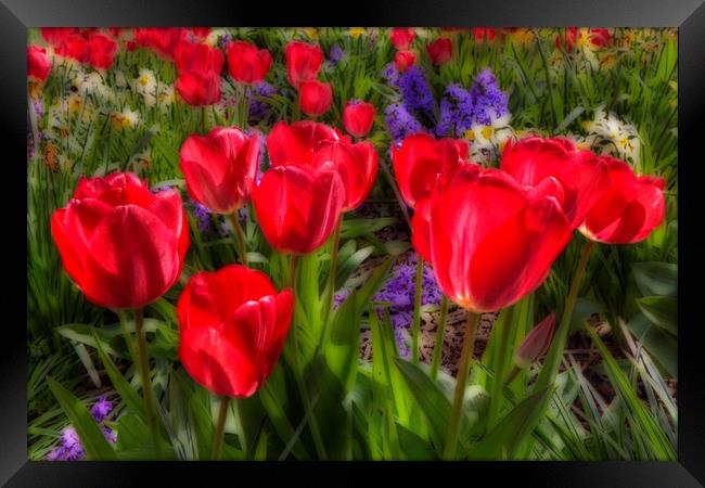 Tulips in Bloom Framed Print by Martin Parkinson