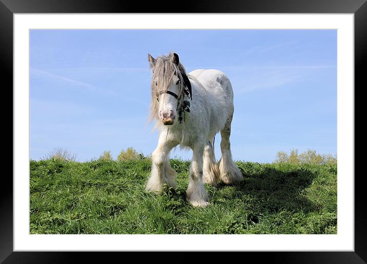 one trick dancing pony Framed Mounted Print by Martin Parkinson