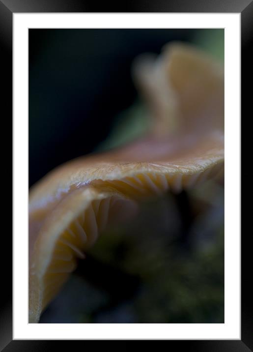 Magic Mushroom Framed Mounted Print by Sam Scott