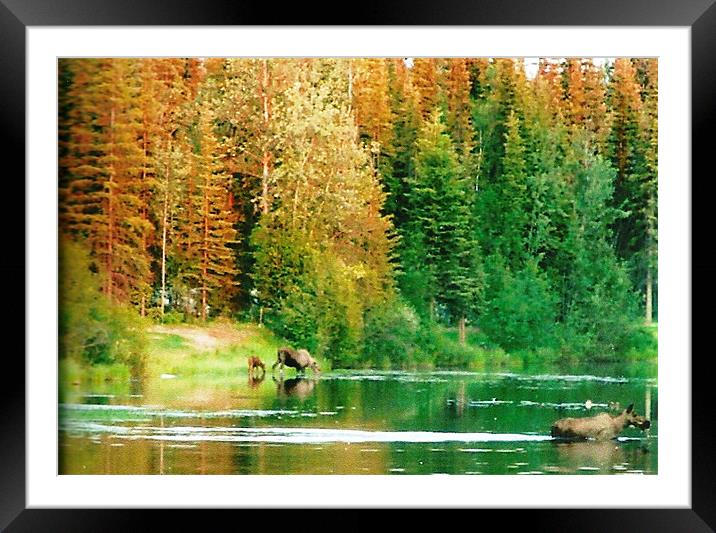 Alaskan Wildlife  Framed Mounted Print by Diane Brause