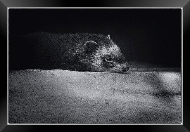 Sleepy Ferret Framed Print by Ian Eve