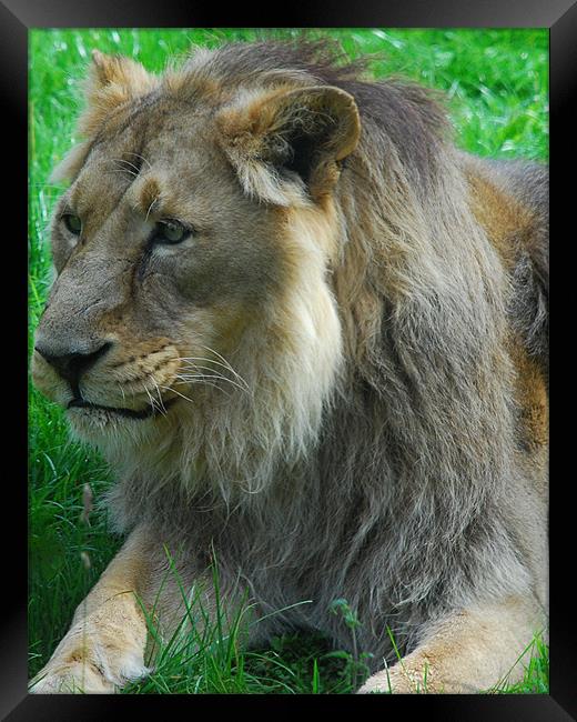 Lion Framed Print by Dave Buckle