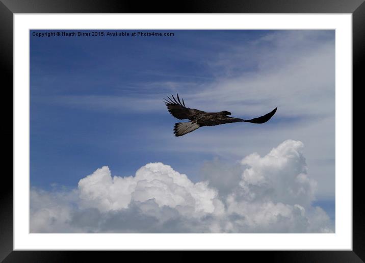  Flying Free as a Bird Framed Mounted Print by Heath Birrer