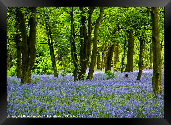 Bluebell Woods Framed Print by Brian Roscorla