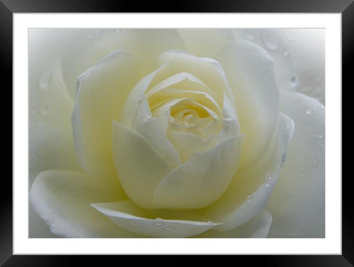 White Rose Framed Mounted Print by Brian Roscorla