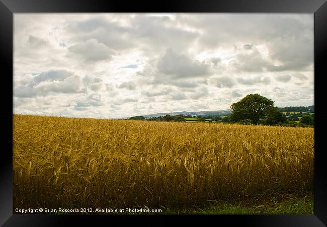 Golden Fields of Wheat Framed Print by Brian Roscorla