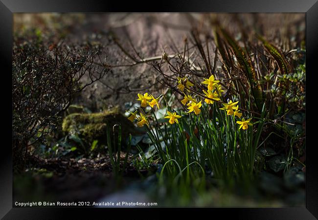 Spring Daffodils Framed Print by Brian Roscorla