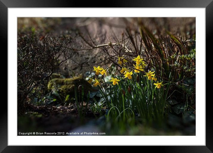 Spring Daffodils Framed Mounted Print by Brian Roscorla