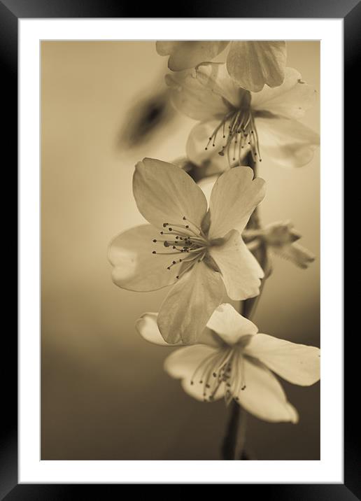 Blossom Framed Mounted Print by Brian Roscorla
