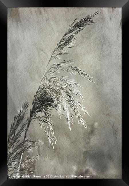 Seeded Grass Framed Print by Brian Roscorla