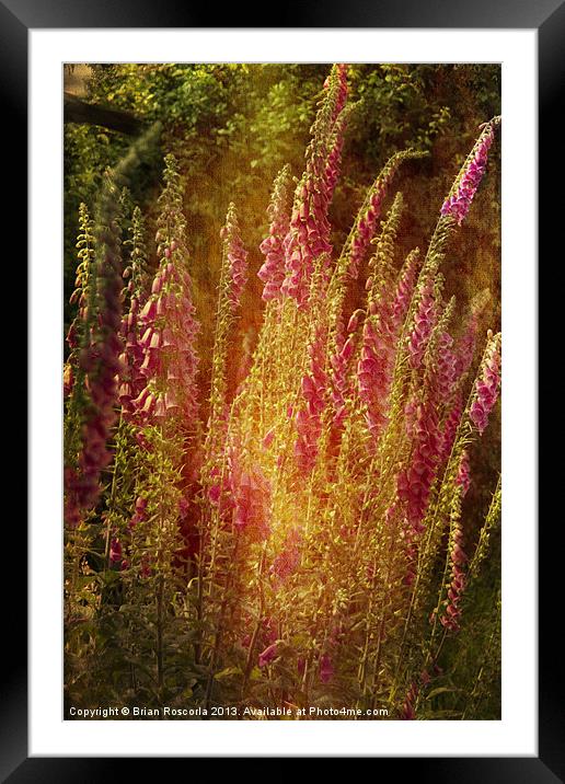 Summer Foxgloves Framed Mounted Print by Brian Roscorla