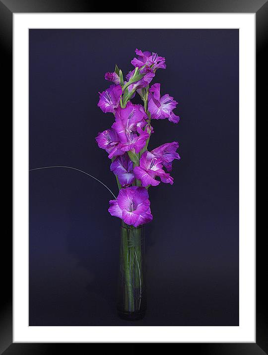 Gladiolus Framed Mounted Print by Brian Roscorla