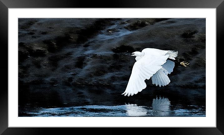 Egret in Flight Framed Mounted Print by Brian Roscorla