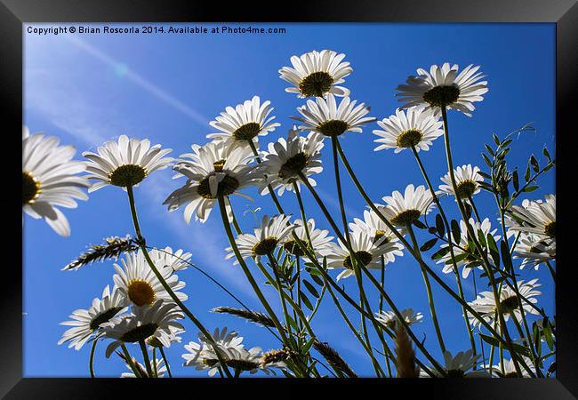 Sun Lit Daisies Framed Print by Brian Roscorla