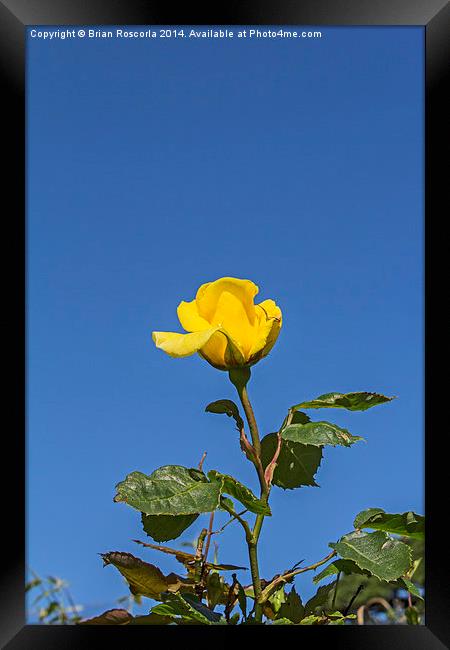 Yellow Rose 01 Framed Print by Brian Roscorla