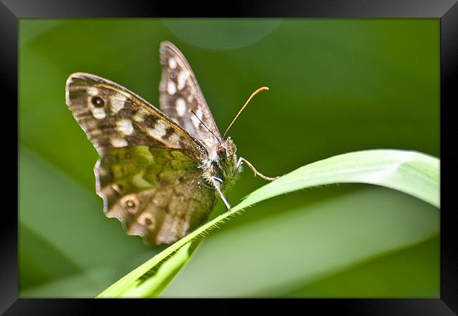 The Butterfly Framed Print by Brian Roscorla