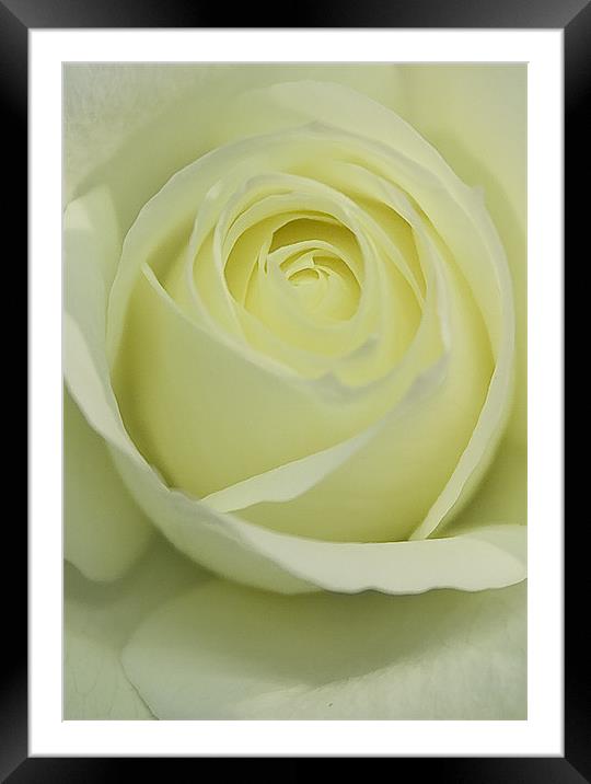 Pure White Rose Framed Mounted Print by Brian Roscorla