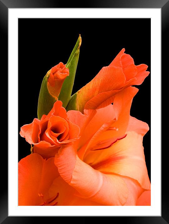 Gladiolus Framed Mounted Print by Brian Roscorla