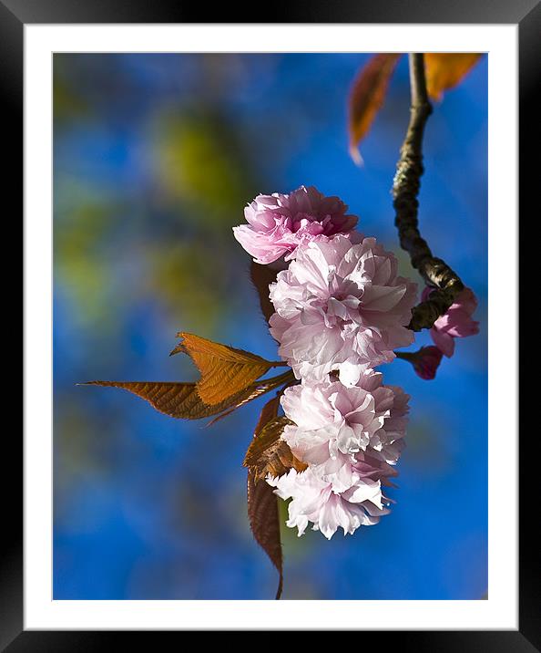 Cherry Blossom Framed Mounted Print by Brian Roscorla
