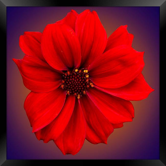 Red dahlia-bishop-of-llandaff Framed Print by Brian Roscorla