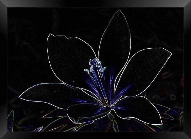 Abstract lilly Framed Print by Brian Roscorla