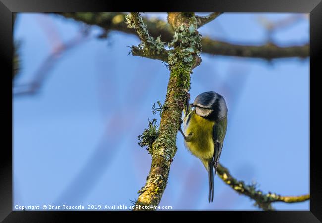 Blue Tit 01 Framed Print by Brian Roscorla