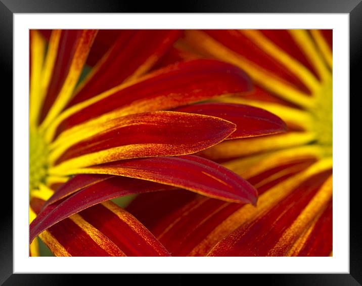 Petals Framed Mounted Print by Brian Roscorla