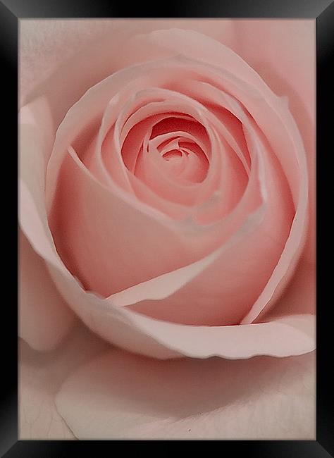The Pink Rose Framed Print by Brian Roscorla