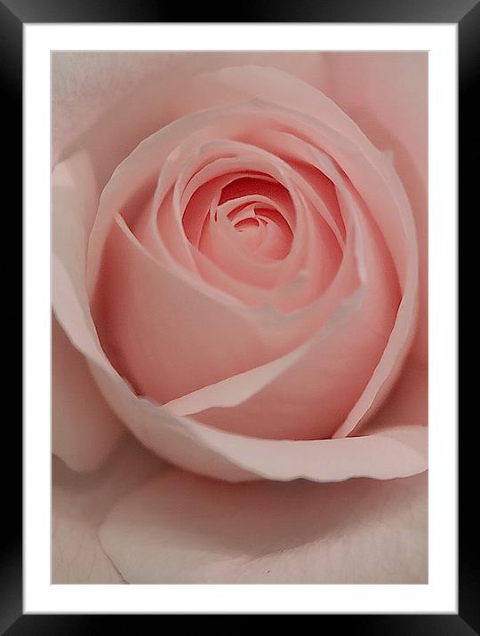 The Pink Rose Framed Mounted Print by Brian Roscorla