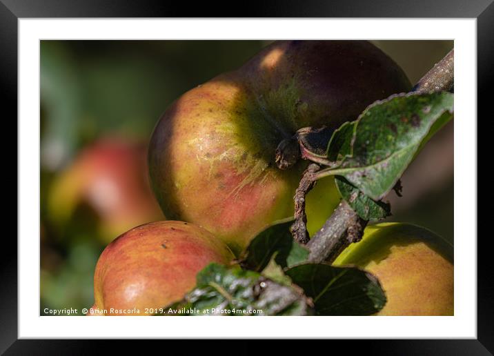 Apples on a Branch Framed Mounted Print by Brian Roscorla