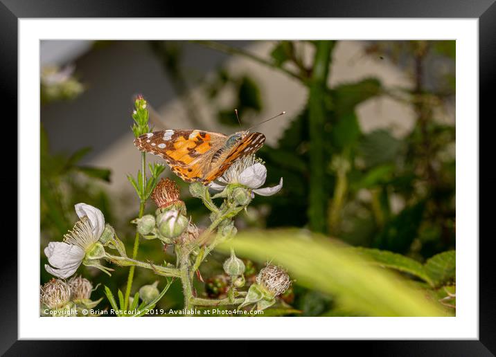 Painted Lady Framed Mounted Print by Brian Roscorla