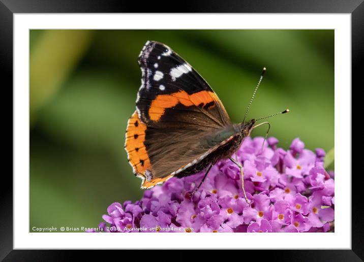 Red Admiral Framed Mounted Print by Brian Roscorla