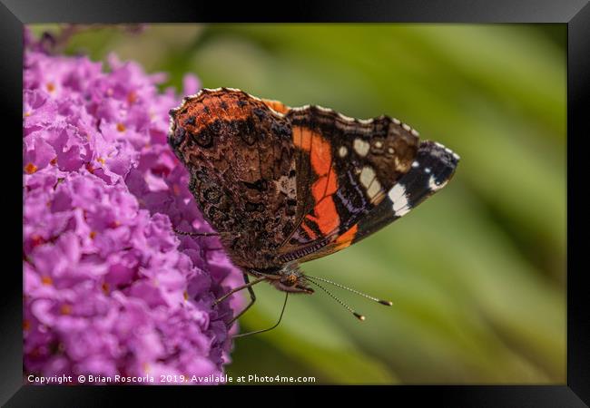 Red Admiral Framed Print by Brian Roscorla
