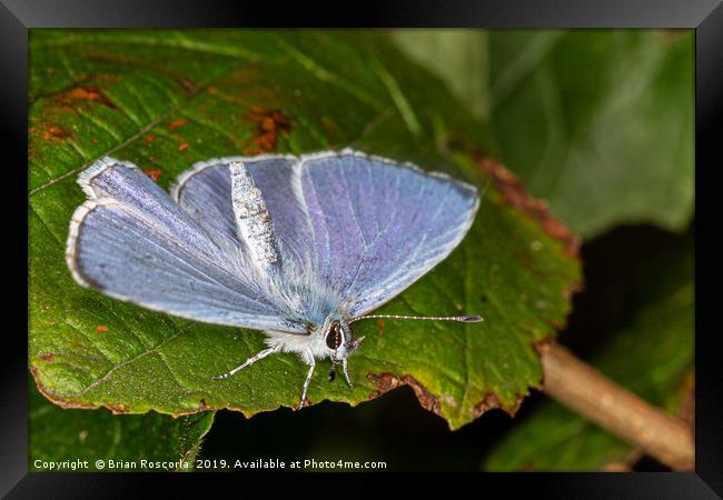 Common Blue Butterfly Framed Print by Brian Roscorla
