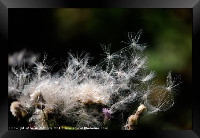 Thistle seedheads Framed Print by Brian Roscorla