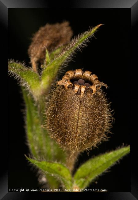 Red Campion Seed Head Framed Print by Brian Roscorla
