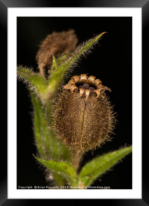 Red Campion Seed Head Framed Mounted Print by Brian Roscorla