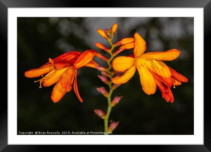 Montbretia Framed Mounted Print by Brian Roscorla