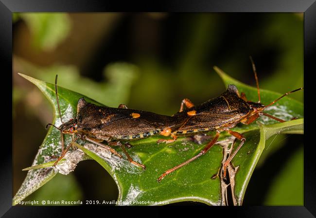 Forest Shield Bug Framed Print by Brian Roscorla