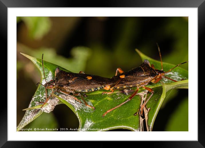 Forest Shield Bug Framed Mounted Print by Brian Roscorla