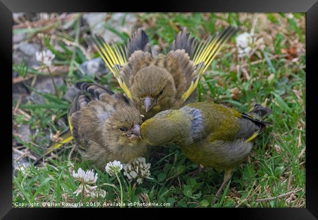 Greenfinch Feeding Young Framed Print by Brian Roscorla