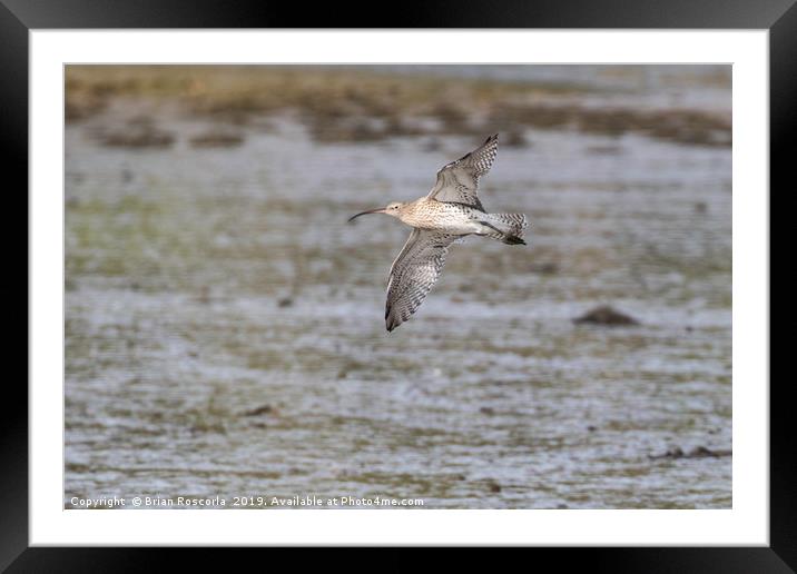 Curlew in Flight Framed Mounted Print by Brian Roscorla