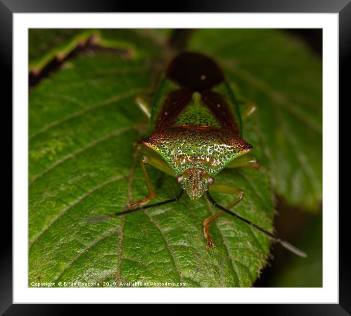 Hawthorn Shield bug Framed Mounted Print by Brian Roscorla
