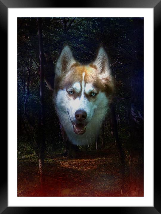 Siberian Husky Framed Mounted Print by Brian Roscorla