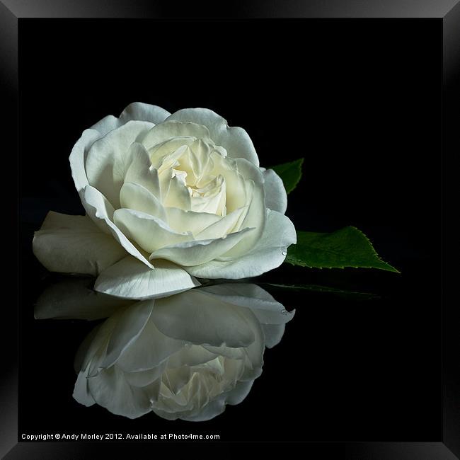 White Rose Reflected Framed Print by Andy Morley
