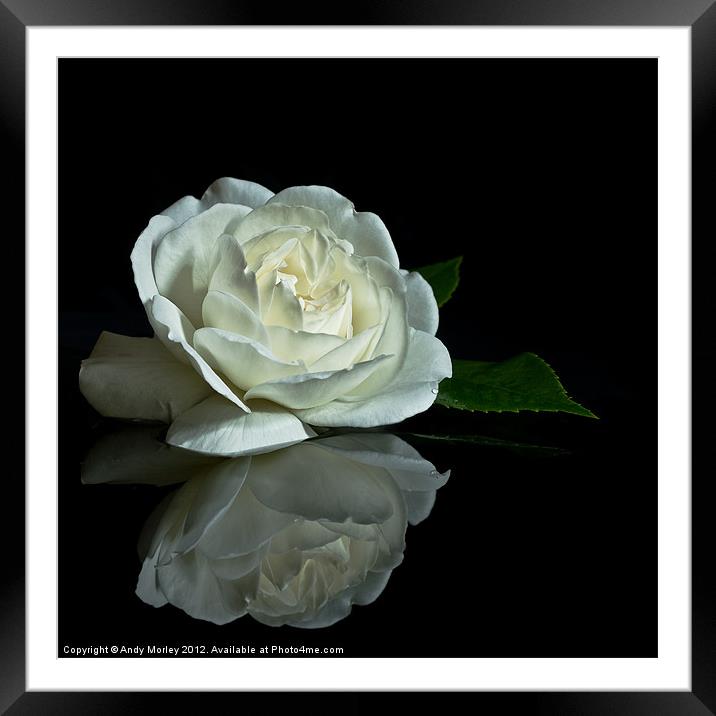 White Rose Reflected Framed Mounted Print by Andy Morley