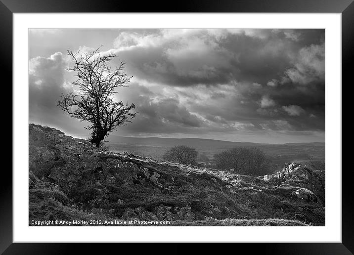 Storm Tree Framed Mounted Print by Andy Morley