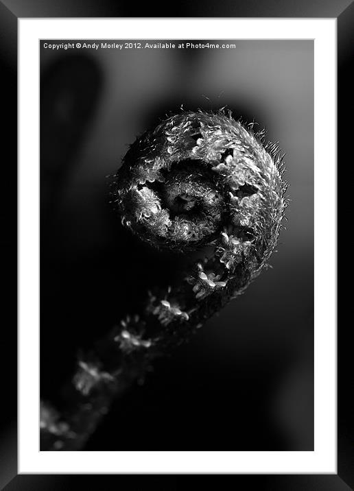 Fern unfurling Framed Mounted Print by Andy Morley