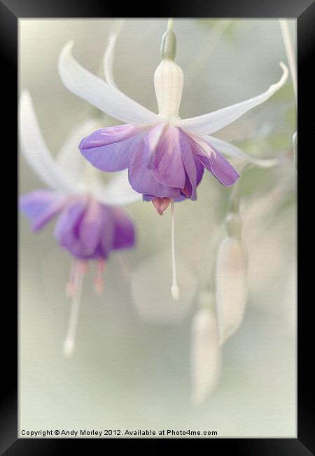 The Fuchsia's Bright Framed Print by Andy Morley
