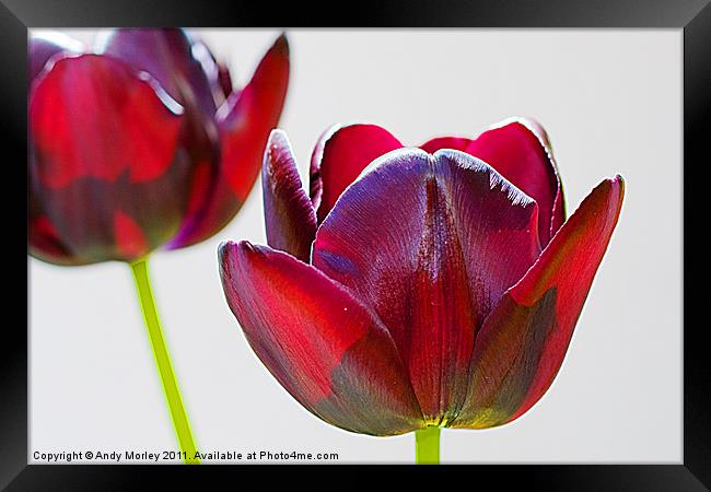 Tulips Framed Print by Andy Morley